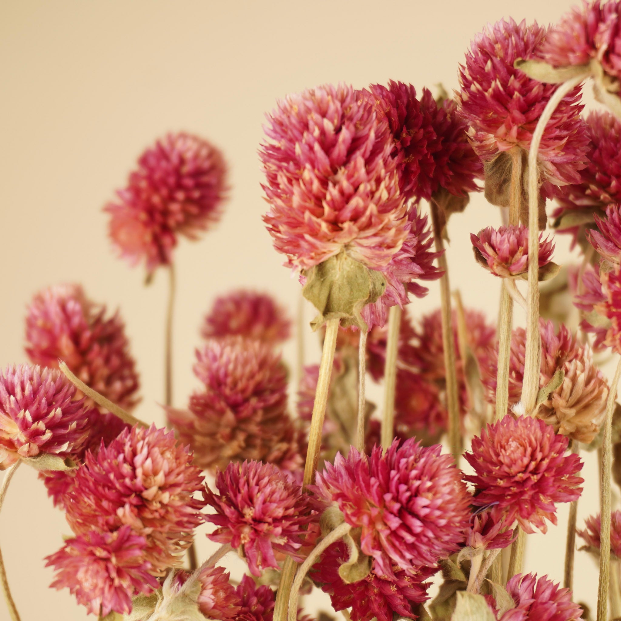 Dried Gomphrena Lila