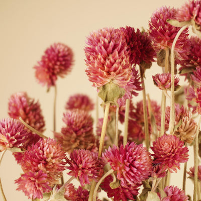 Gomphrena lila séché