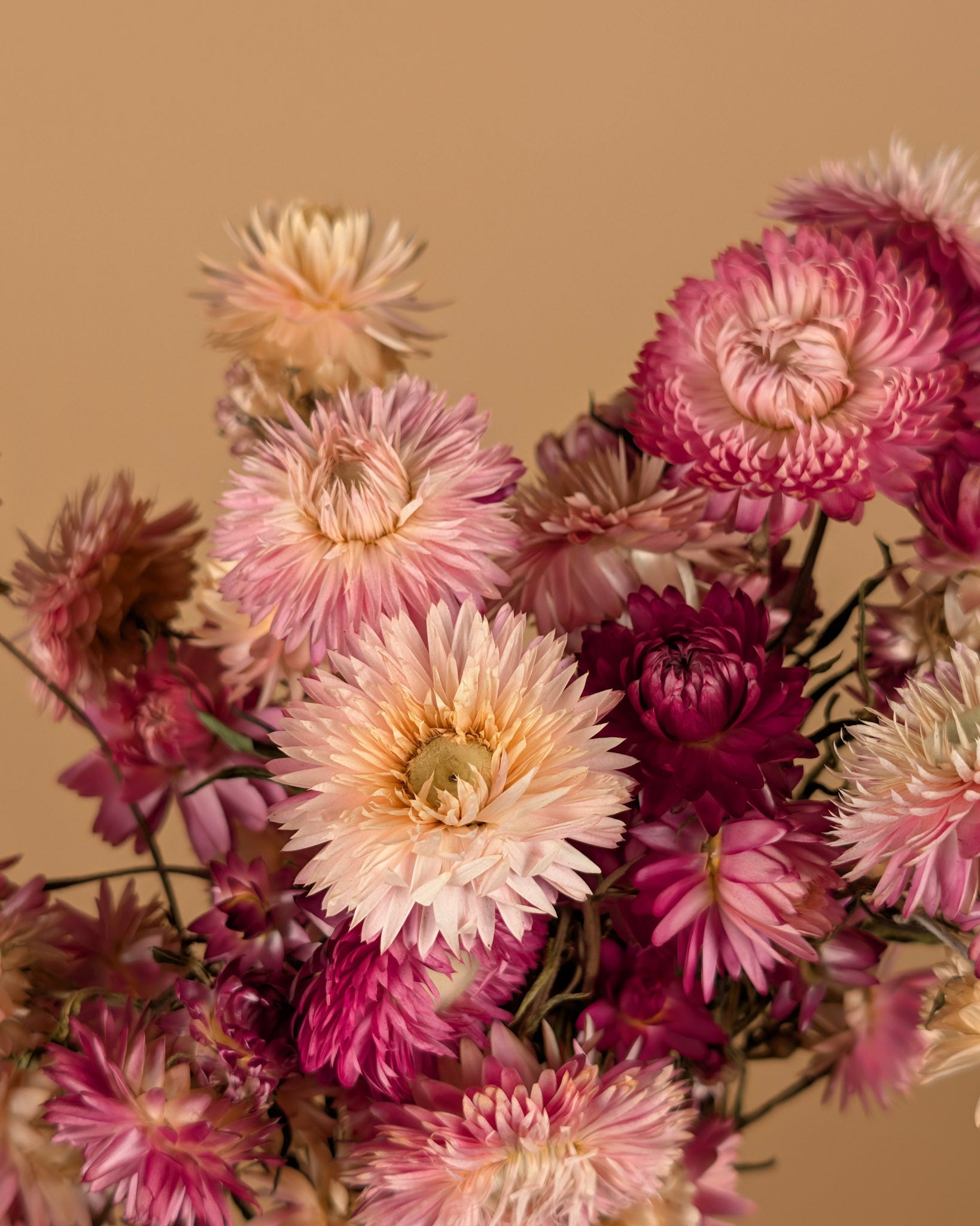 Helichrysum séché rose