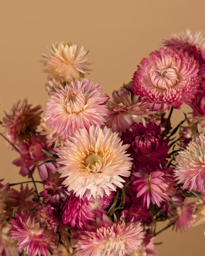 Helichrysum séché rose