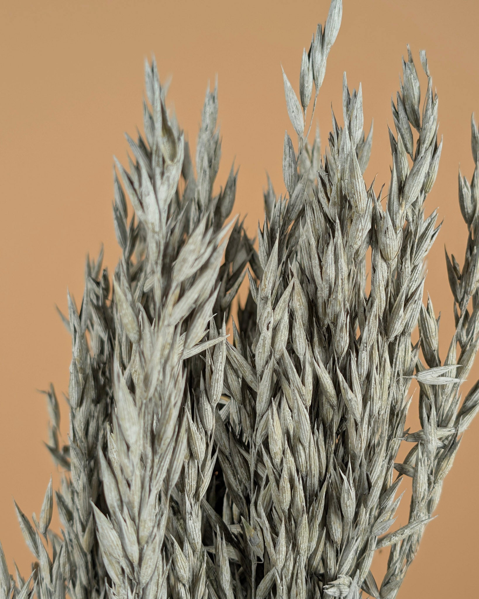 Dried oats gray wash colored