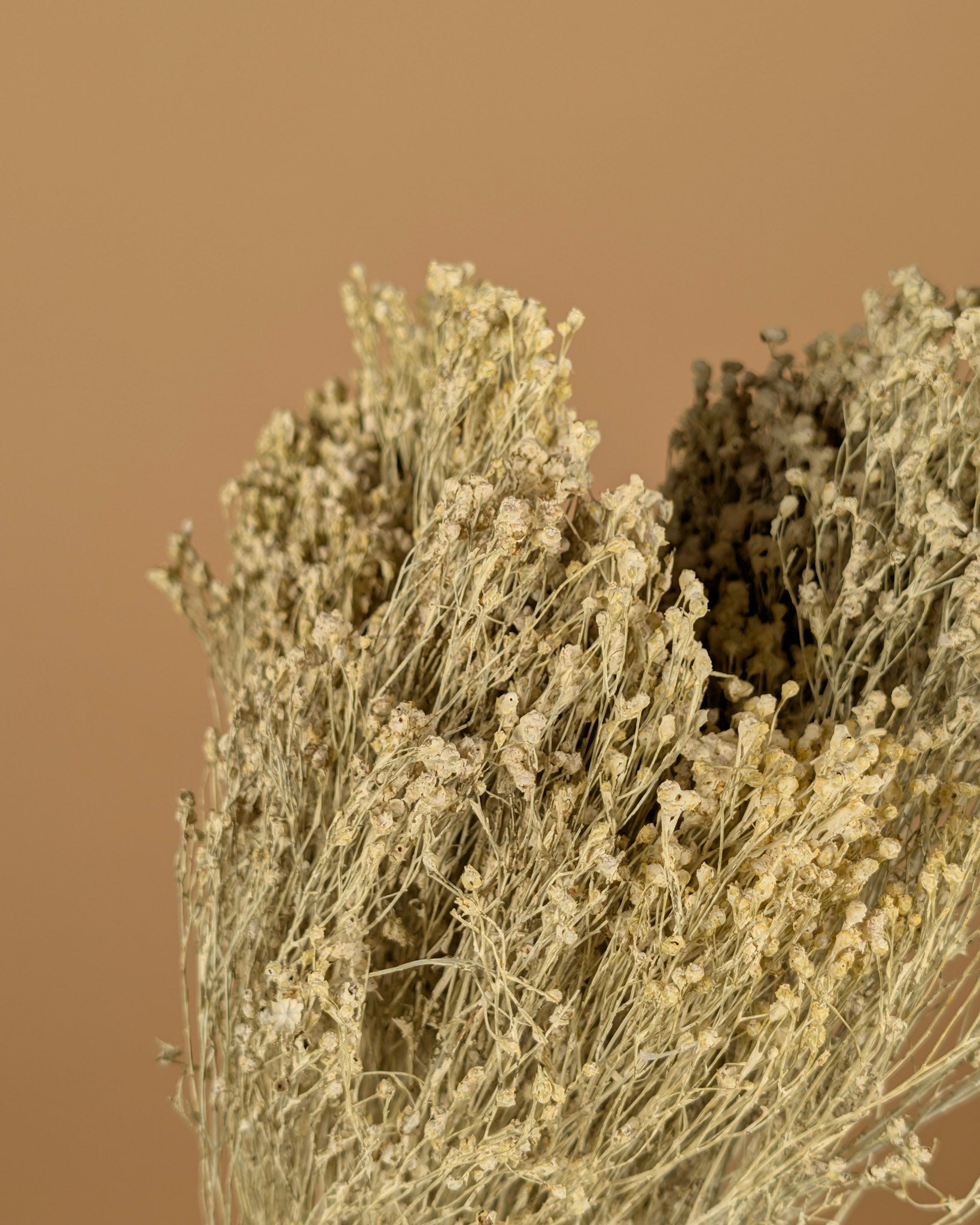 Broom séché Bloom White Misty