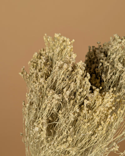 Getrockneter Besen blühen weiße neblige Nebel