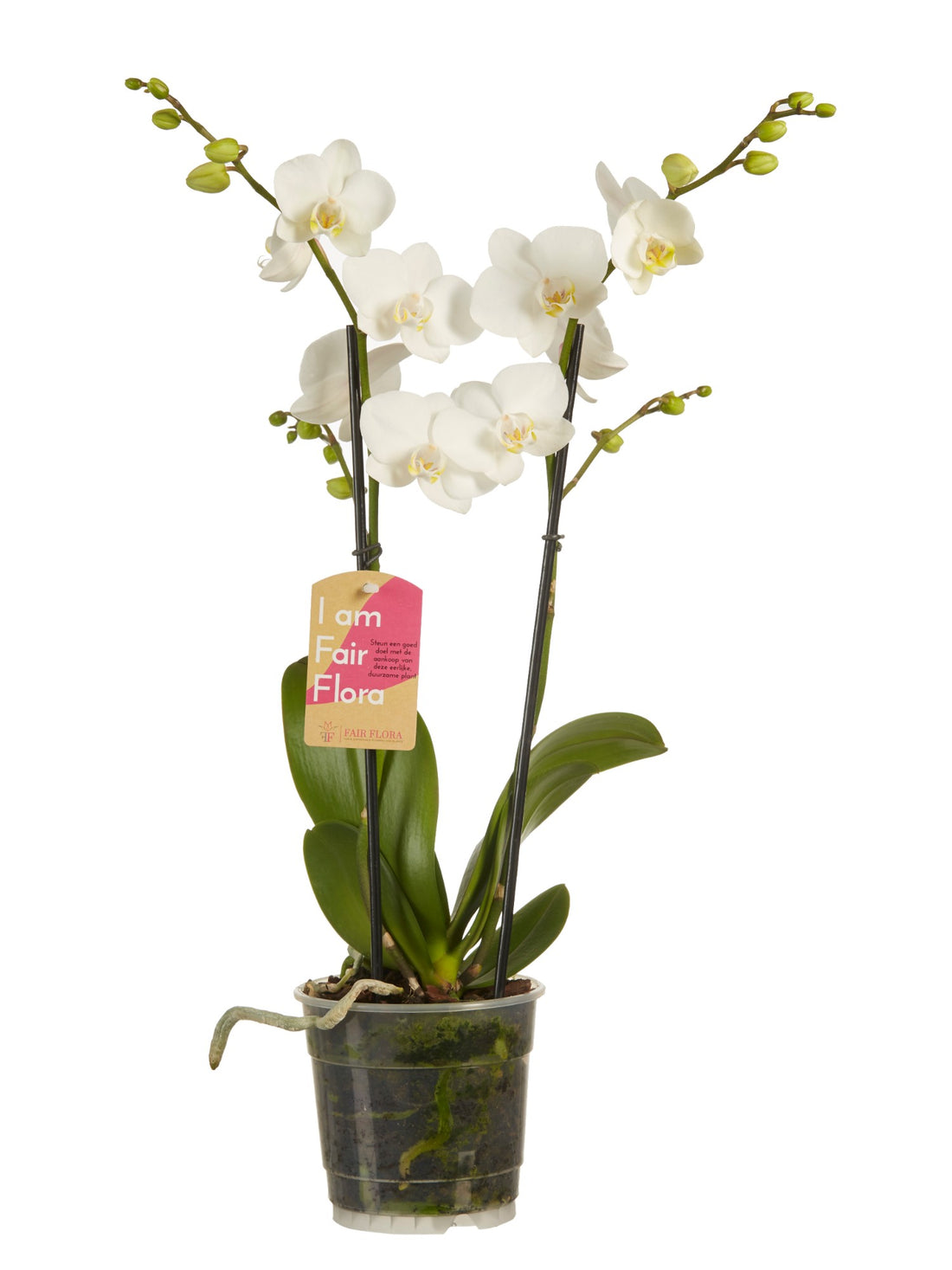 Phalaenopsis orchidée multiflora blanc