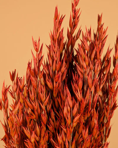 Avoine séchée (avena) couleur orange