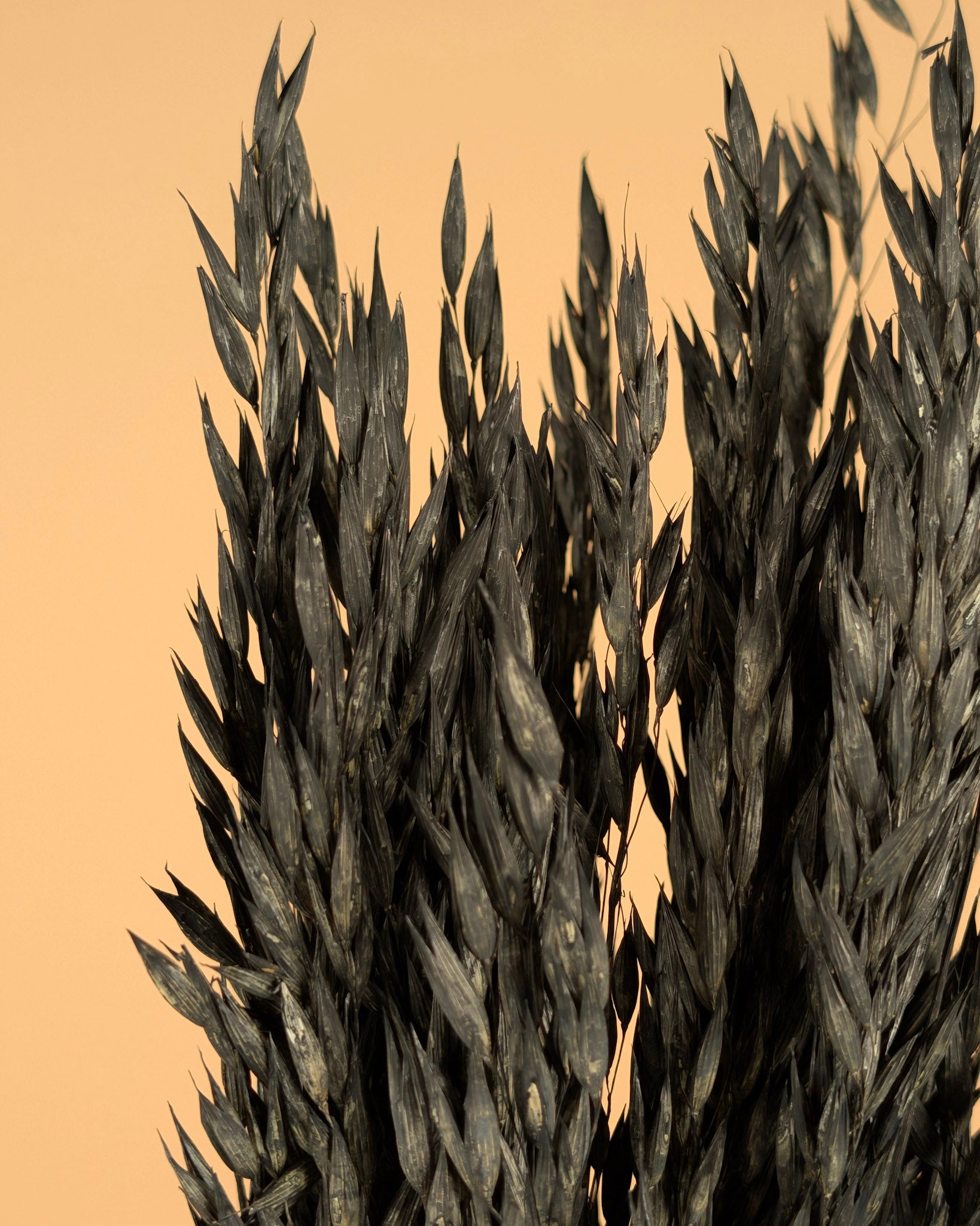 Dried oats (Avena) painted black