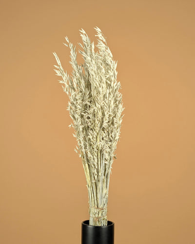 Getrockneter Hafer (Avena) weiße Wäsche gefärbt