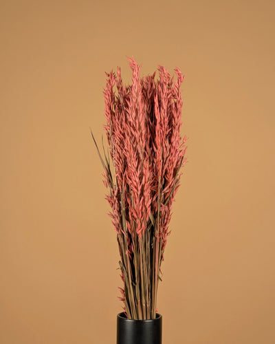 Getrockneter Hafer (Avena) rosa farbig