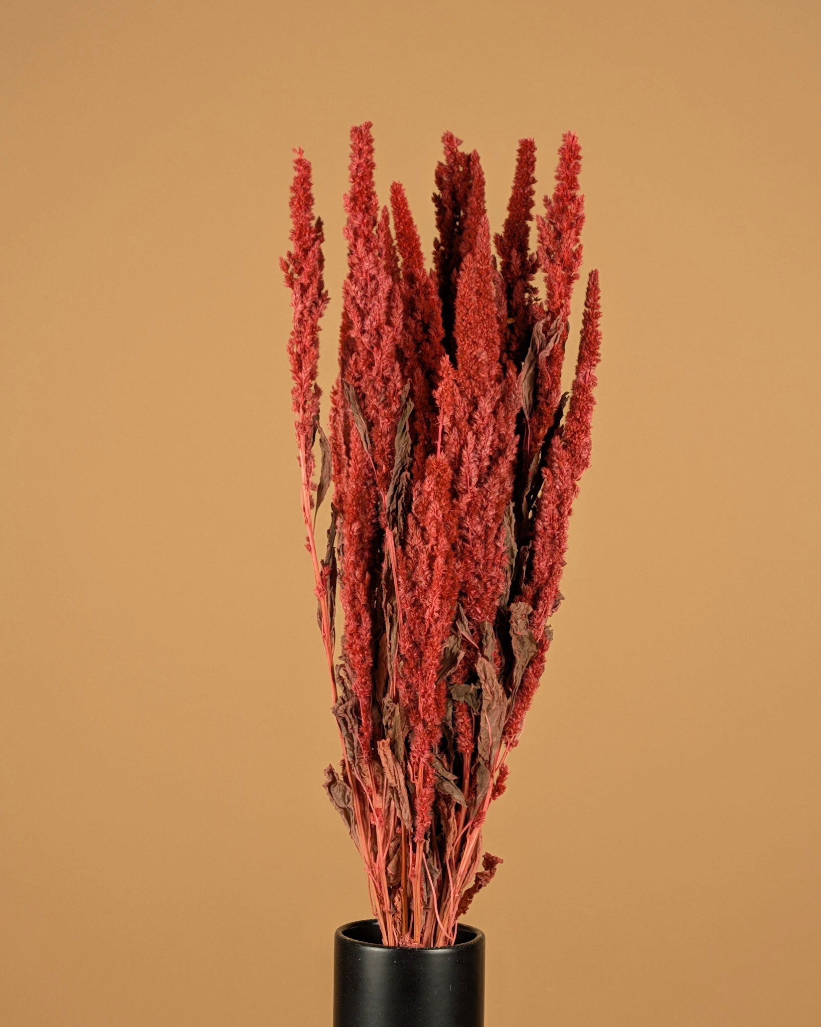Gedroogde amaranthus – roze