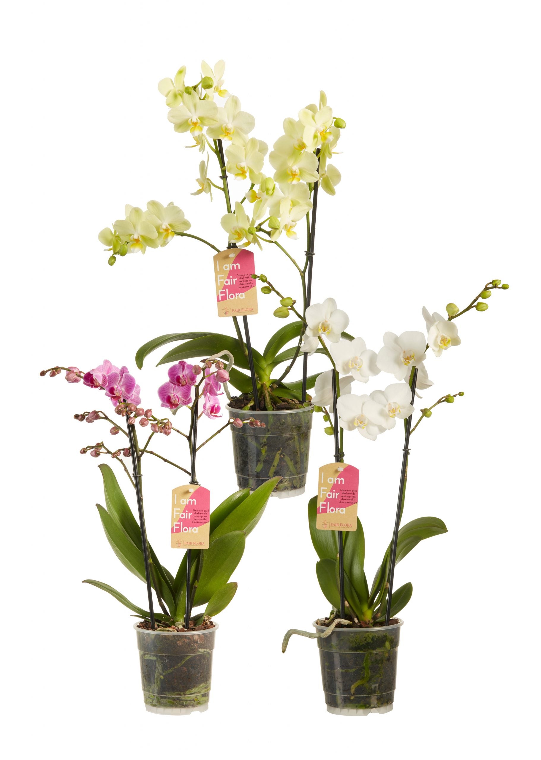 Phalaenopsis multiflora violet, blanc et jaune (3 pièces)