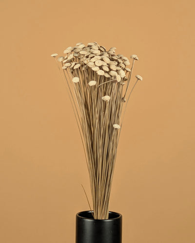 Botton botao naturellement séché