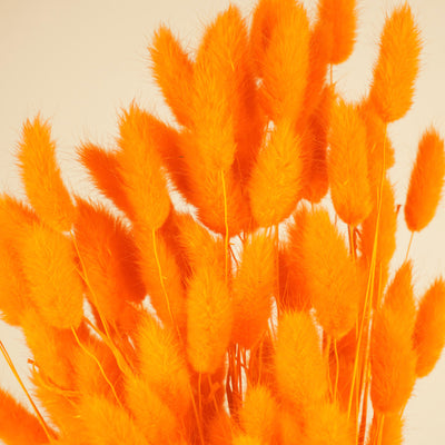Lagurus séché Ovatus Oranje