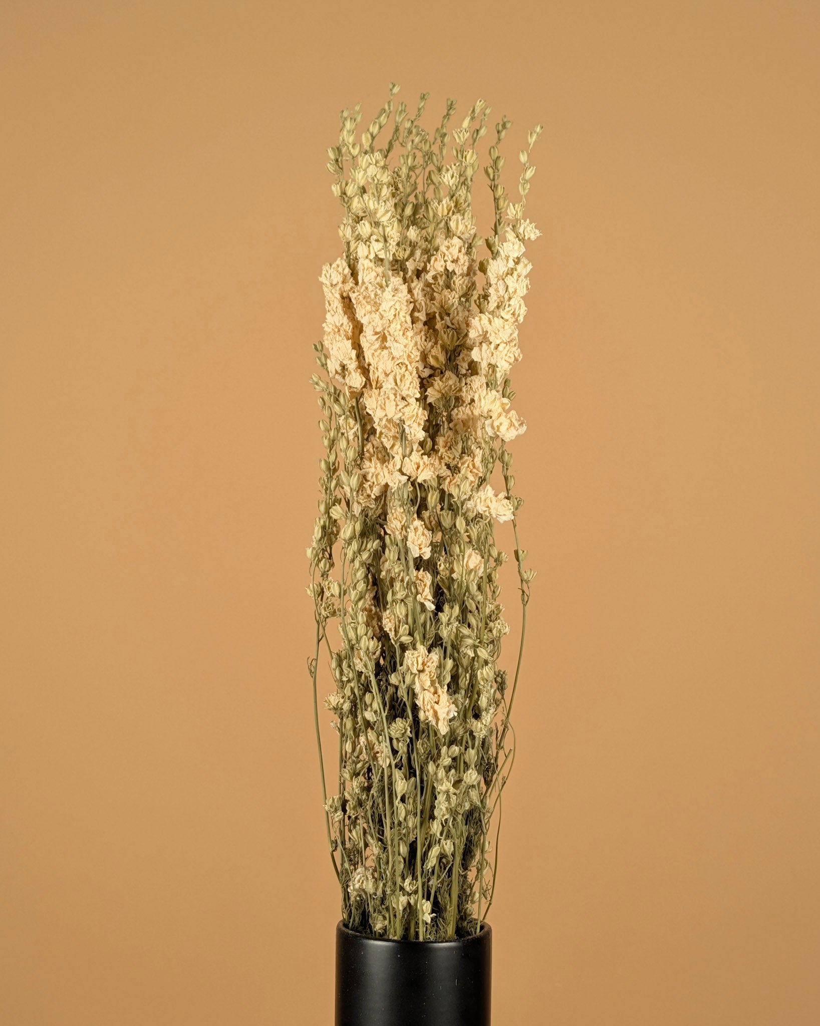 Delphinium séché Ridderspoor blanc