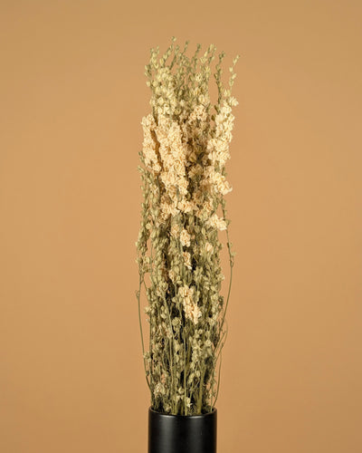 Delphinium séché Ridderspoor blanc