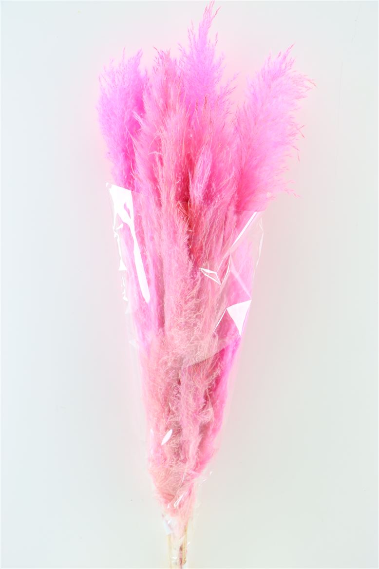 Pampas grass dark pink dried