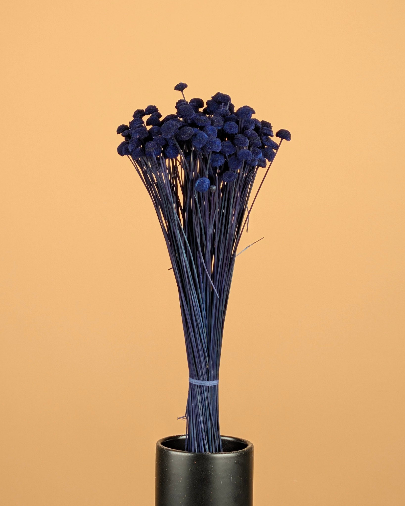 Botao Botton Dark blue dried