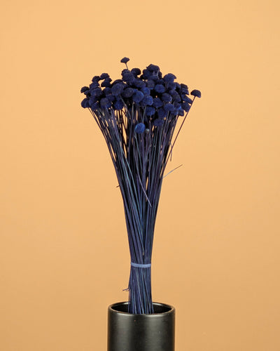 Botao Botton Dark blue dried