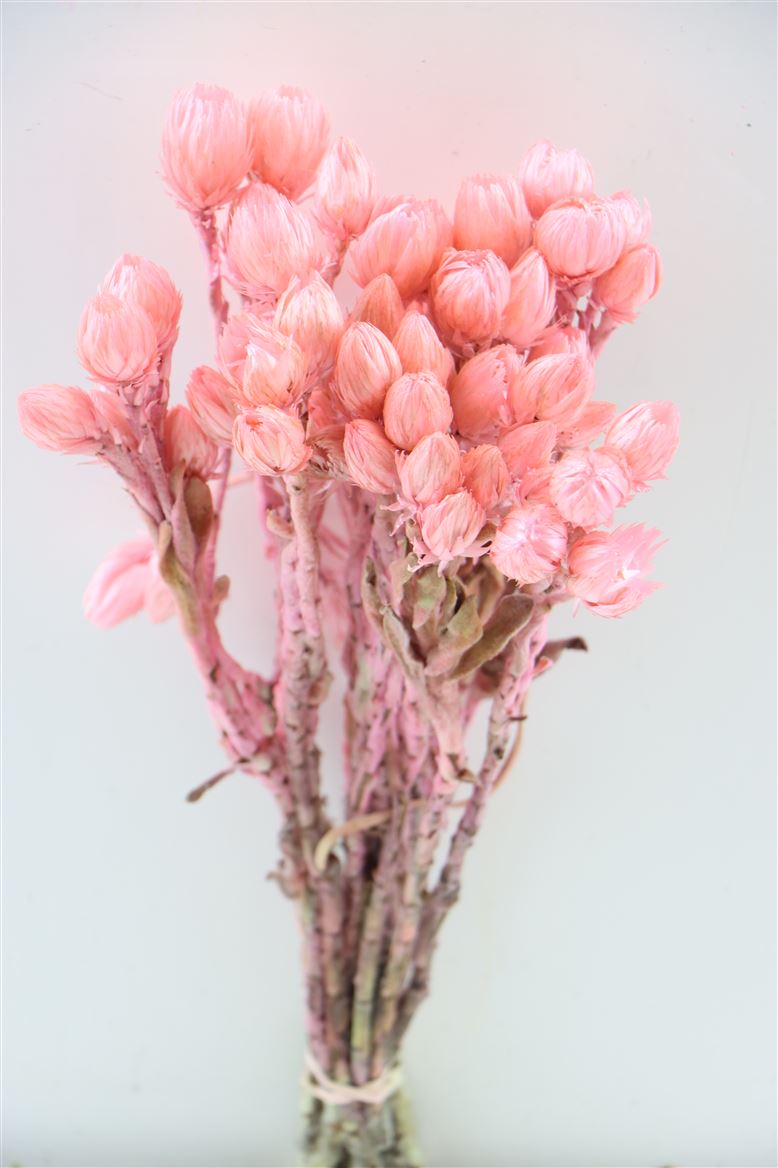 CAPE Everlasting hellrosa