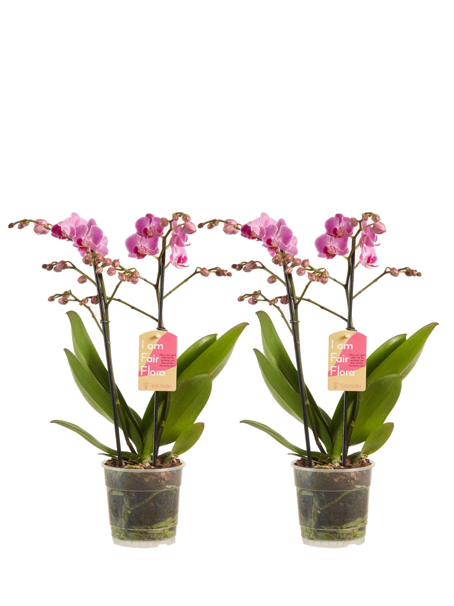 Phalaenopsis multiflora violet (2 pièces)