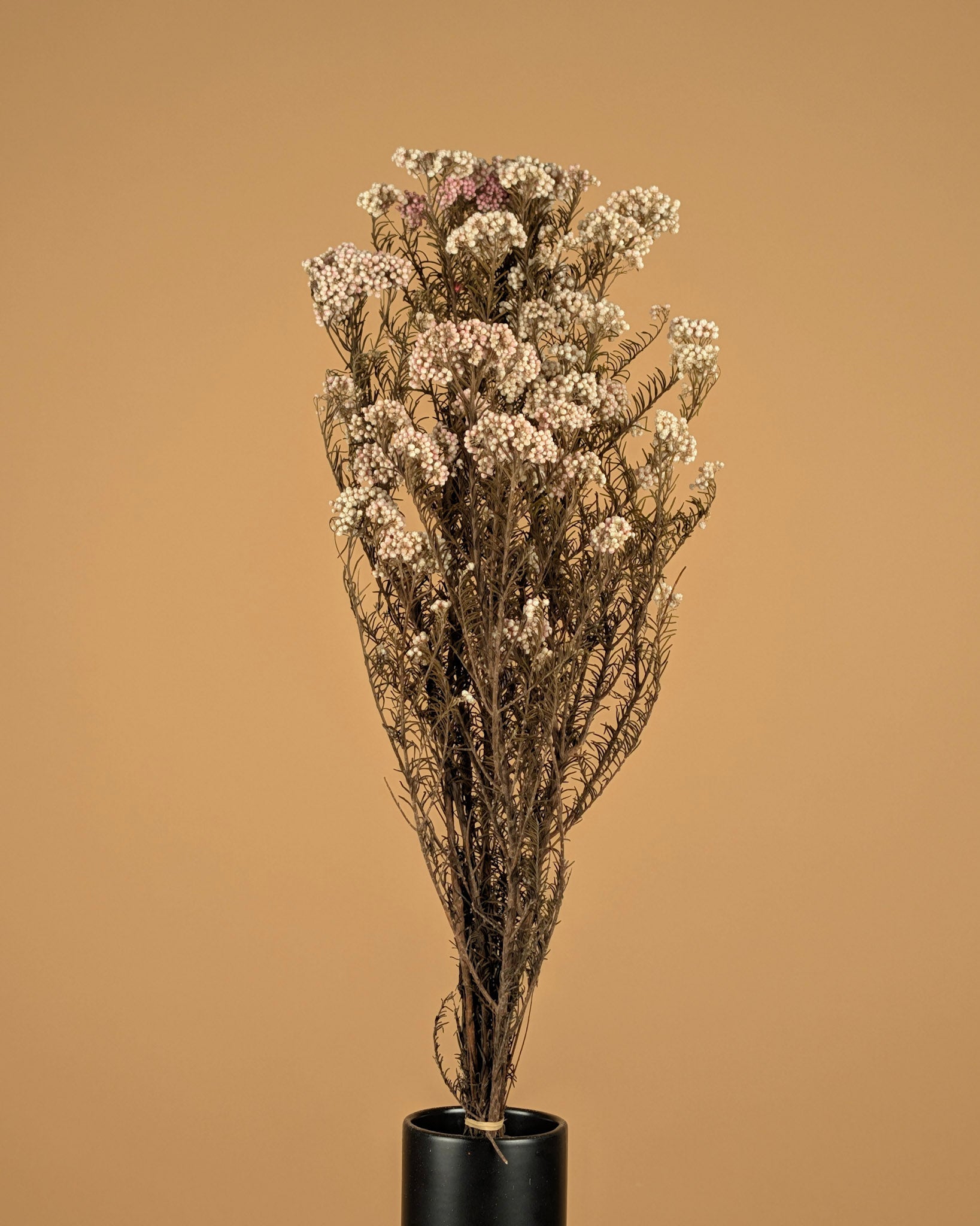Rice flower dried natural pink