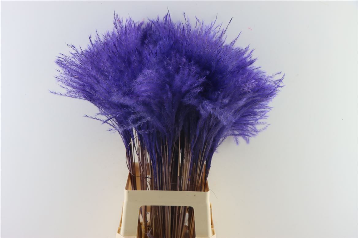 Dried Stipa Feather Milka (per piece)