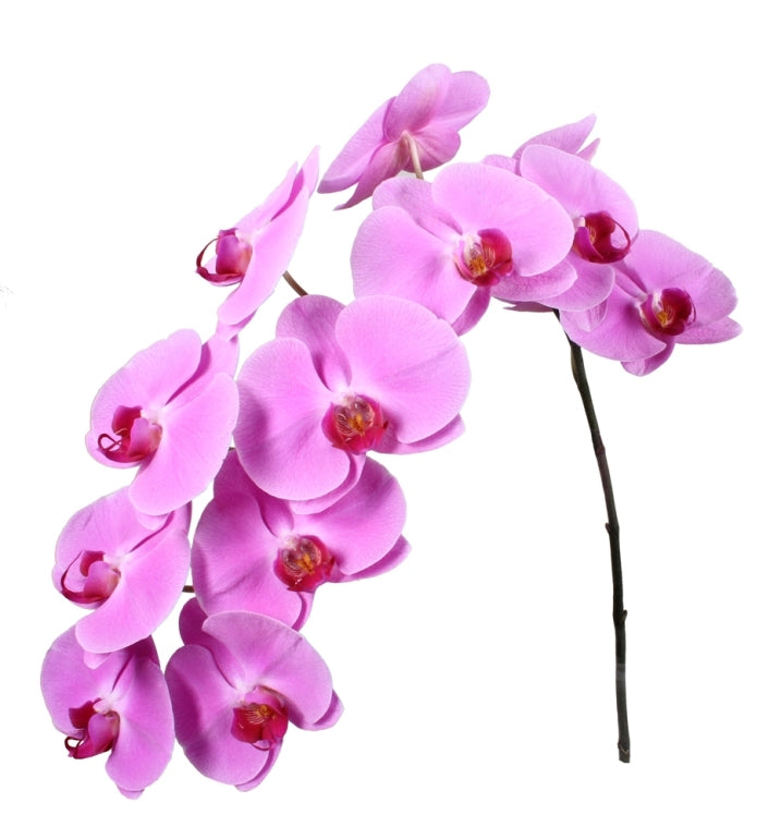 2 phalaenopsis stealing with 12 flowers per handle