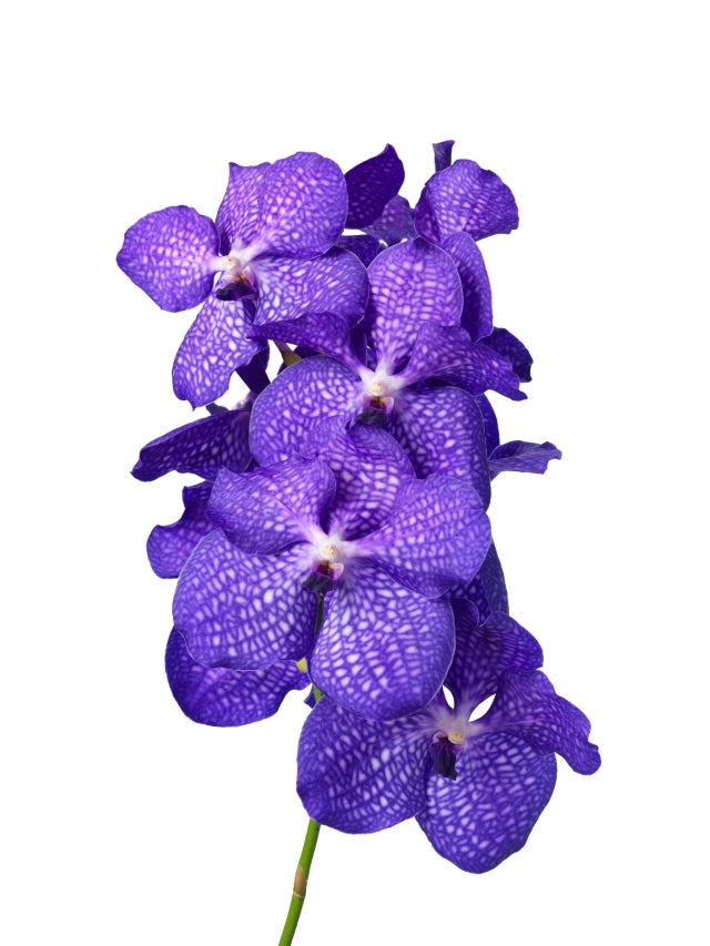 Vanda Steel avec 16 fleurs