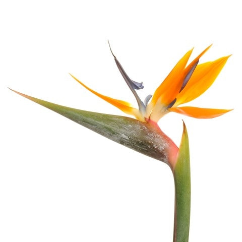 Strelitzia Blüten Durchmesser 20 cm