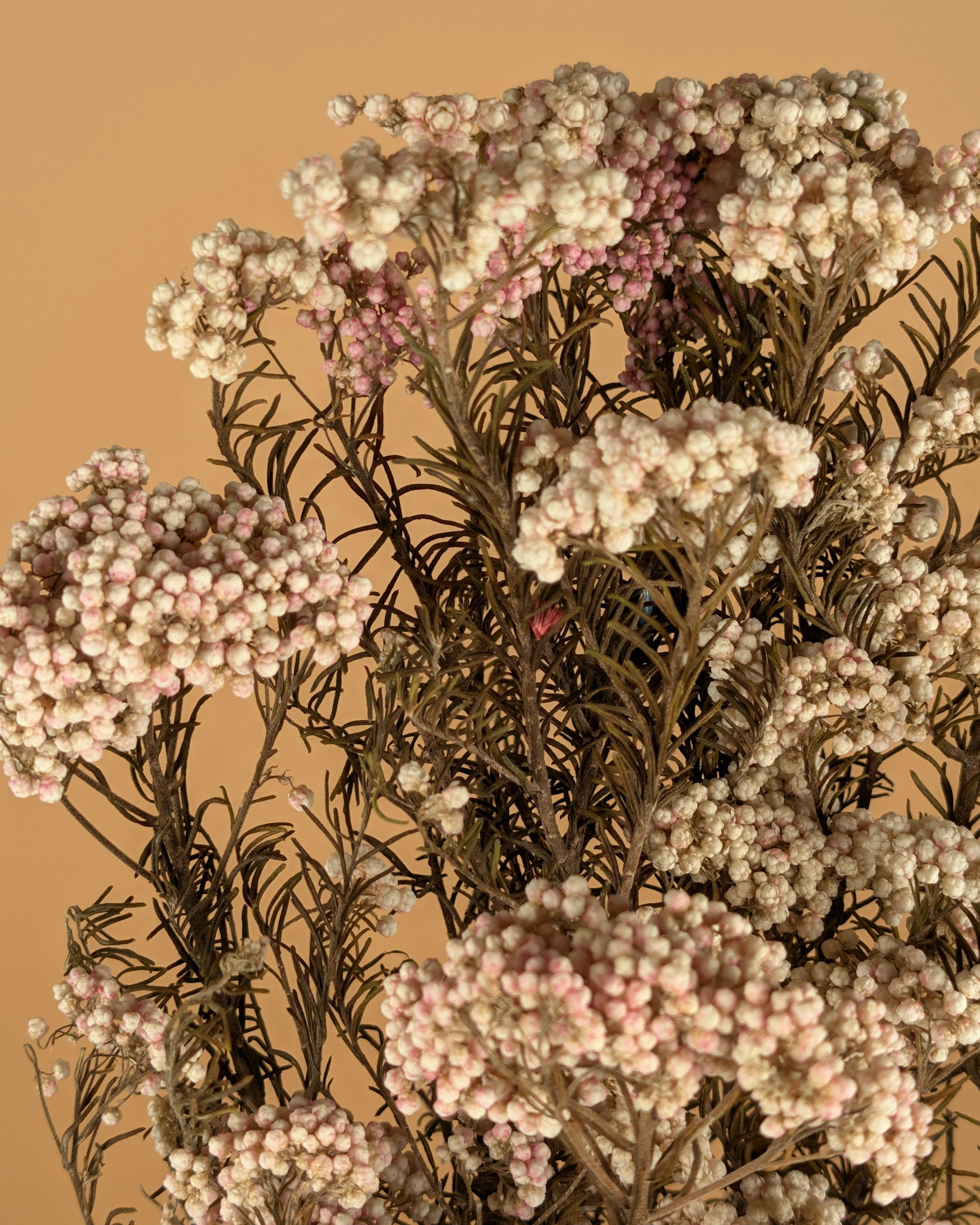 Rice flower dried natural pink