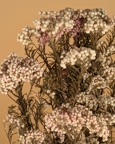 Rice flower dried natural pink