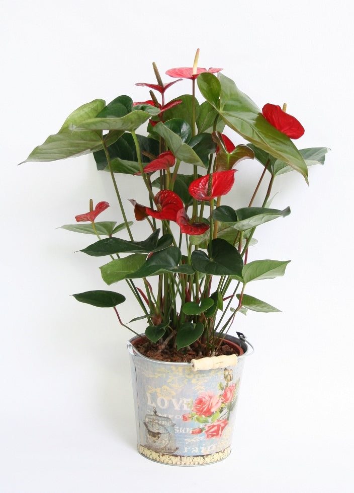 Anthurium in a zinc jar with love print