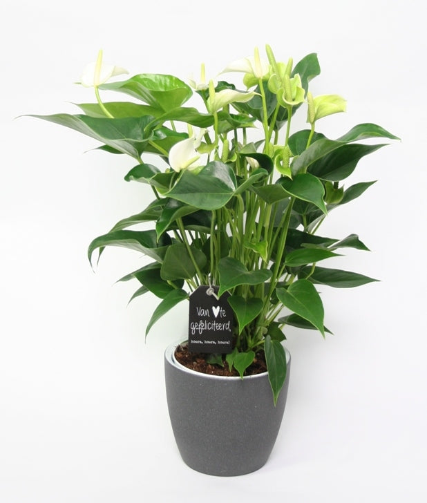 Anthurium White in Ceramic Soda Graphite