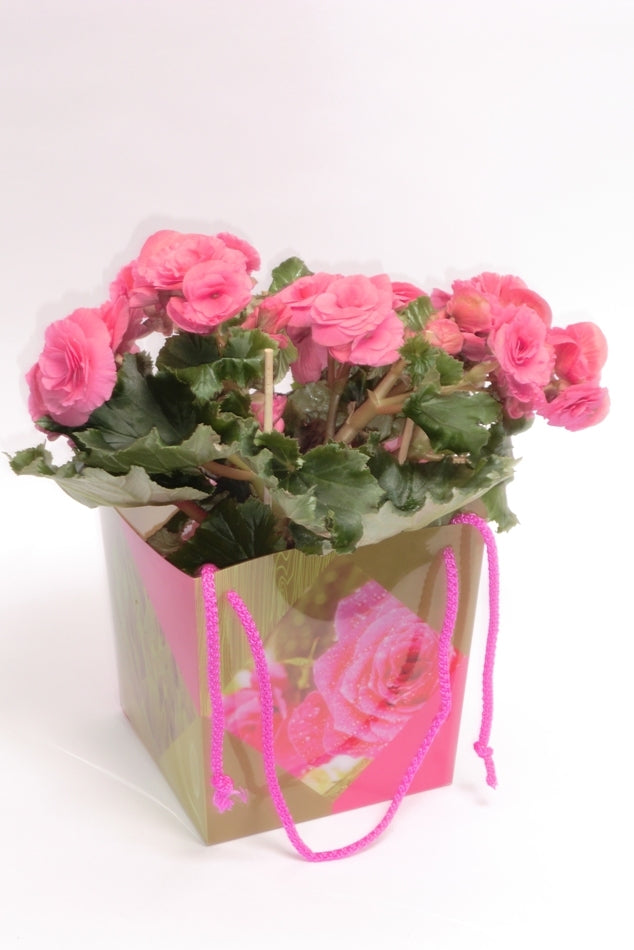 Begonia pink in floral bag