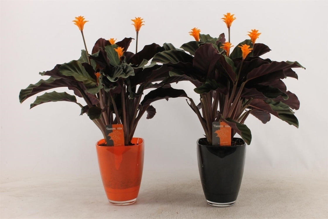 Calathea Crocata Tassmania im schwarzen Glastopf