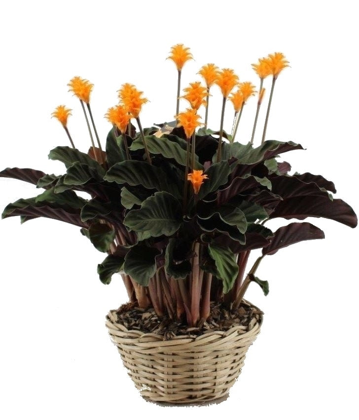 Calathea Crocata Tassmania in einem Korbkorb