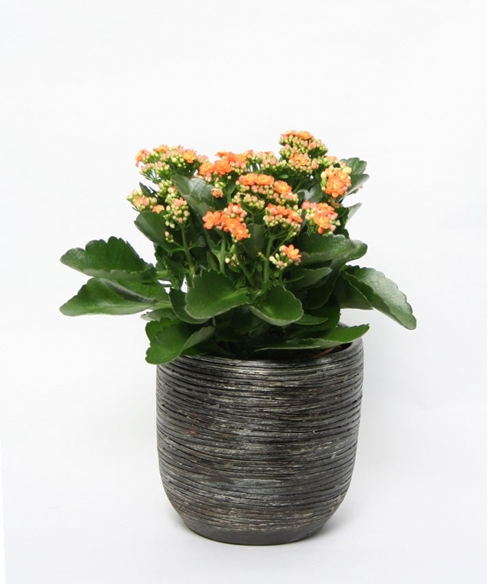 Kalanchoe im großen Keramik -Topf Burma altbraun