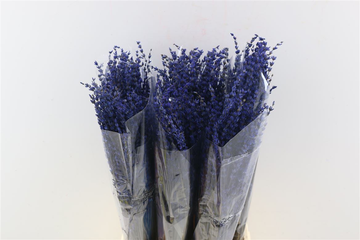 Lavendel Dark Blue Prevention