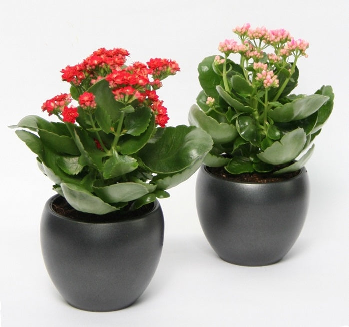 Kalanchoe in Mat Anthracite Ceramics