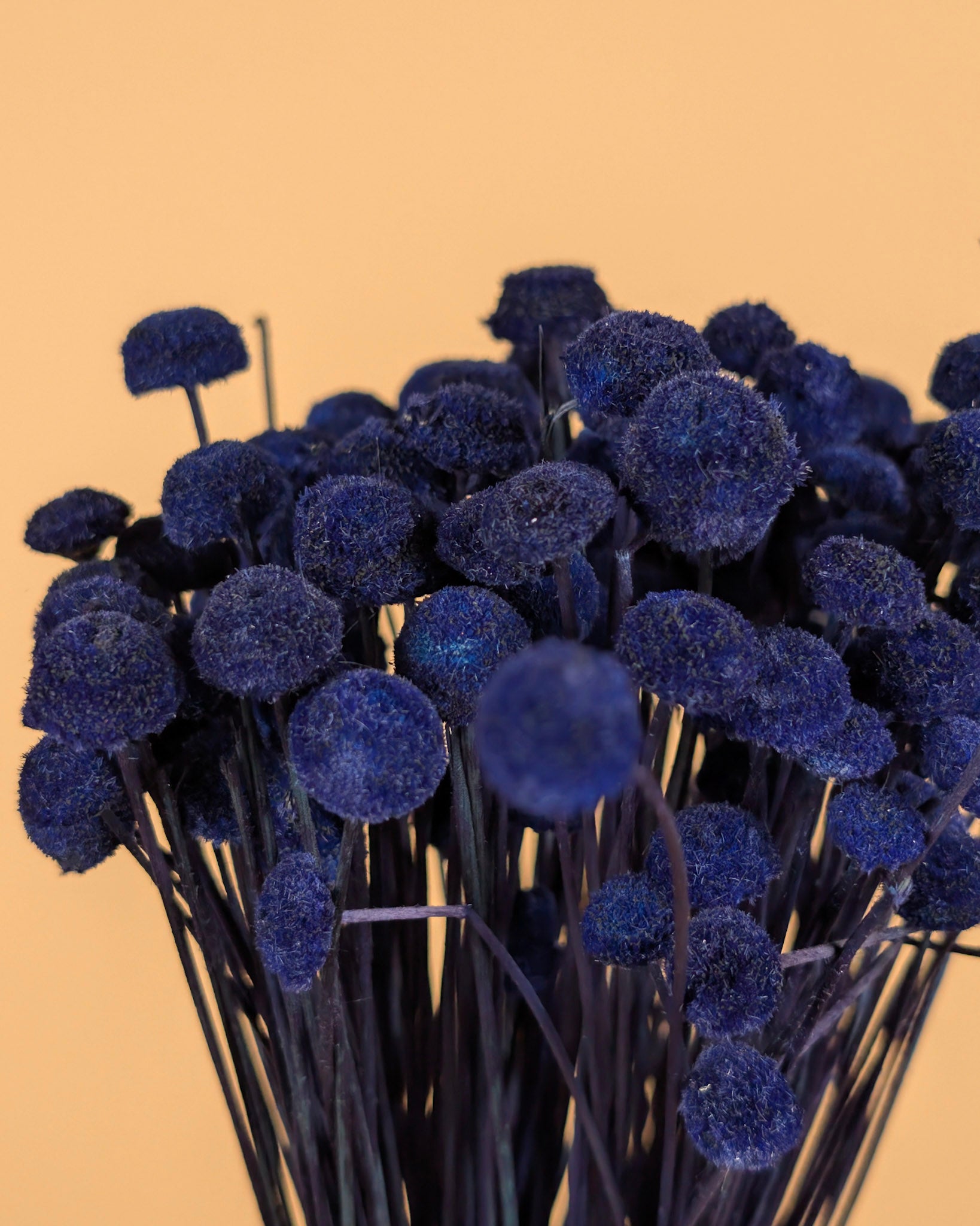 Botao Botton Dark blue dried