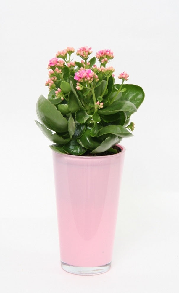 Kalanchoe Pink in einem hohen rosa Glasspot