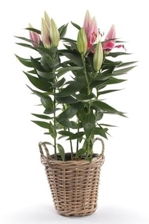 Lelie Oriental in einem Korbkorb