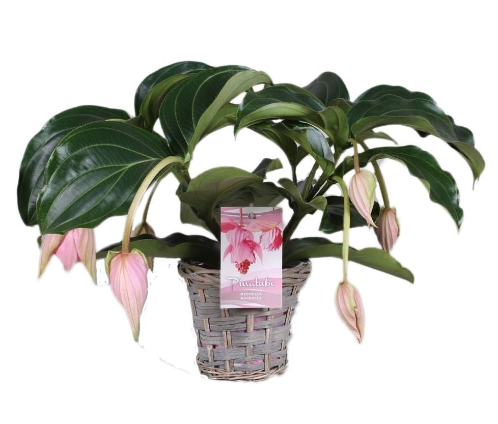 MEDINILLA 3 - 4 bouton dans un panier en osier