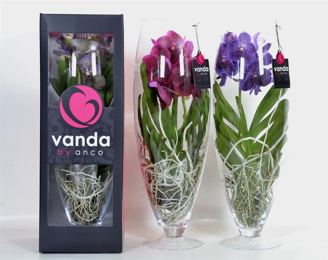 Orchidée vanda en verre de champagne