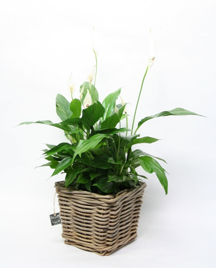 Spathiphyllum dans un panier en osier carré