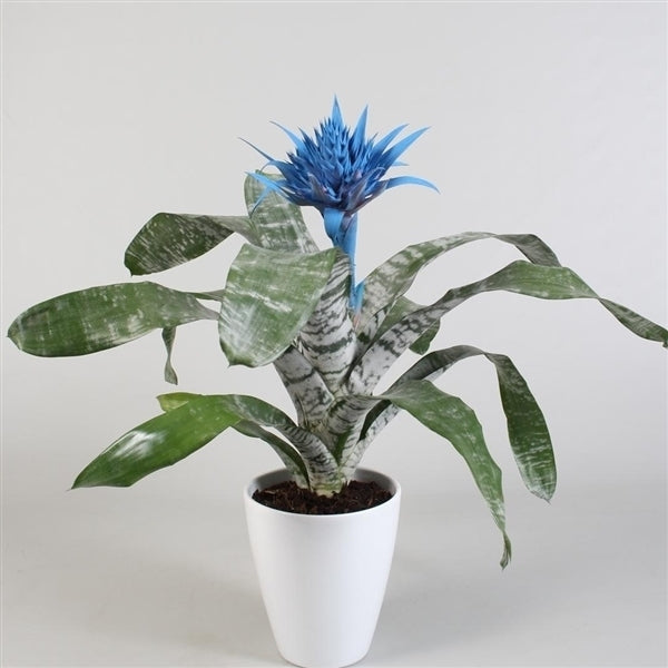 Aechmea blue in white ceramic pot