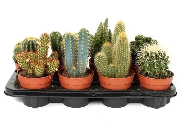 Cactus Mélanger avec une taille de pot de 12 cm dans un plateau d&