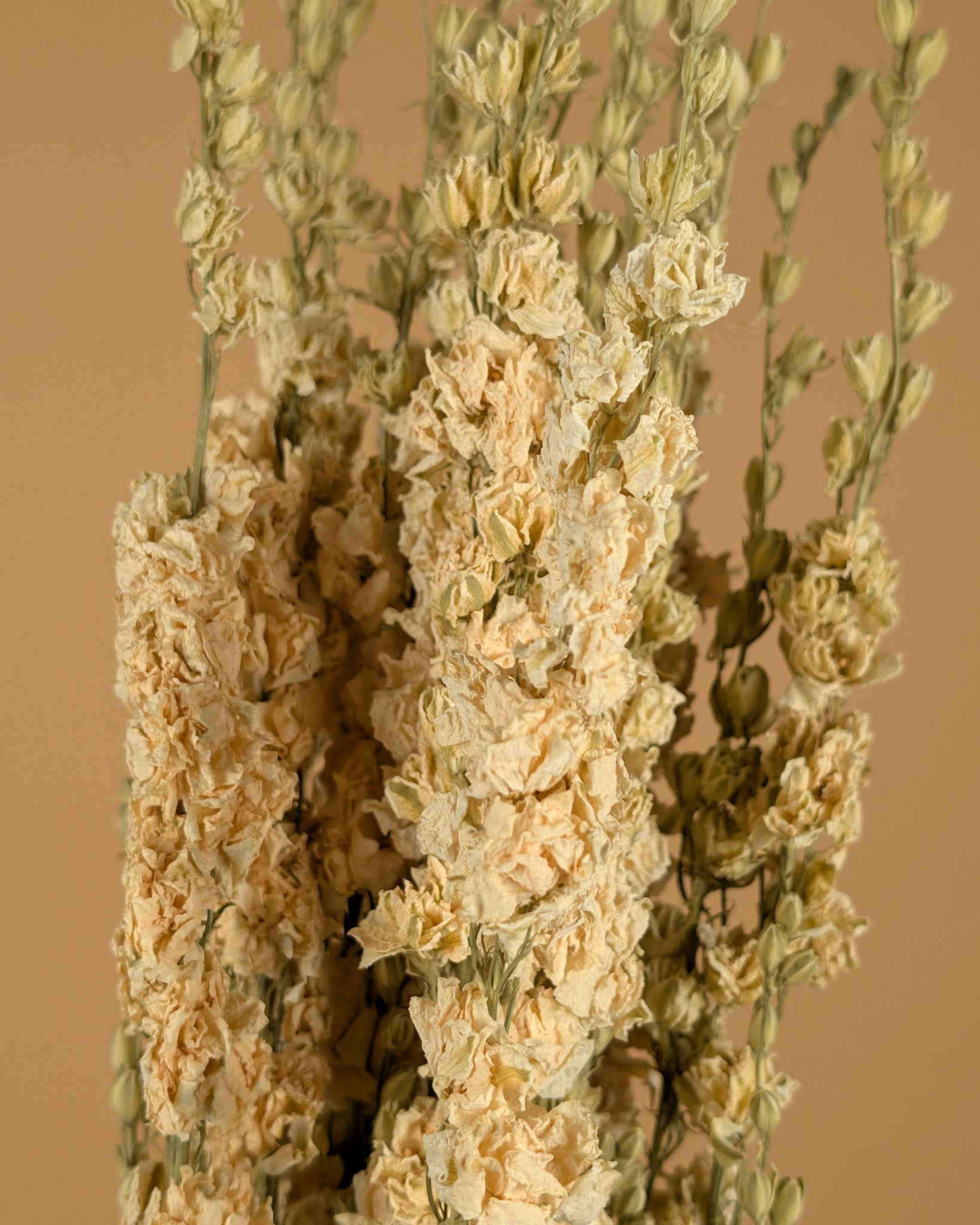 Delphinium séché Ridderspoor blanc