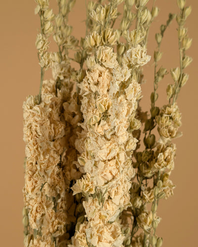 Delphinium séché Ridderspoor blanc