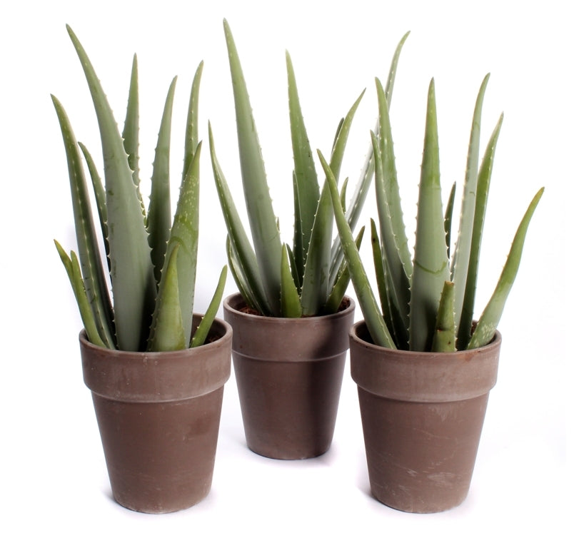 Aloe vera in a brown terracotta pot