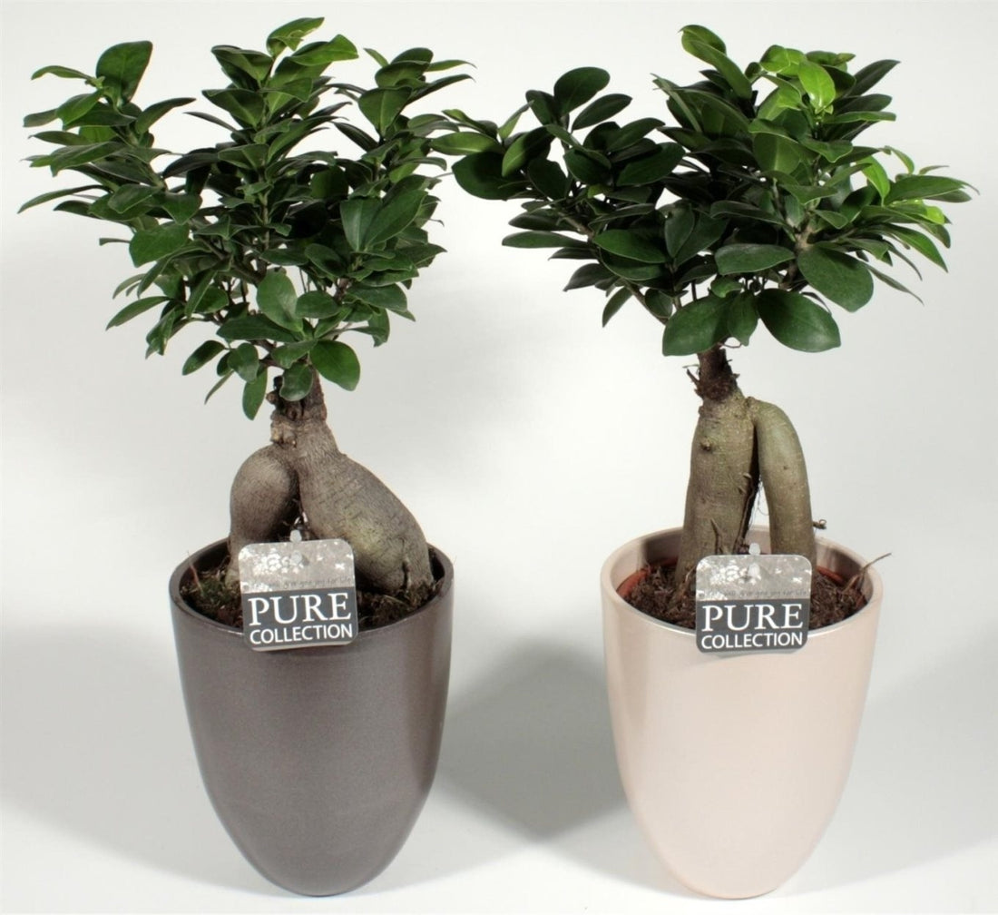 Ficus microcarpa ginseng dans un marron perlé et un pot d&